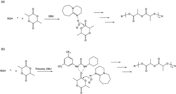 (a) Chain-end/general base activation in the presence of LA and DBU and (b) bifunctional activation of LA in the presence of ROH from an equimolar mixture of thiourea and DBU.