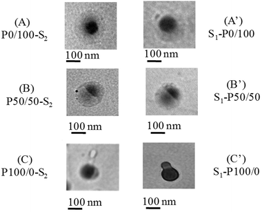 
            TEM micrographs of colloidal particles of P0/100-S2(A), S1-P0/100(A′), P50/50-S2 (B), S1-P50/50 (B′), P100/0-S2, (C) S1-P100/0 (C′).