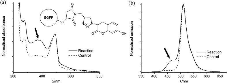 (a) UV-visible spectra and (b) fluorescence spectra (excitation λ = 380 nm) of the product of a test reaction between acetylene-functionalised EGFP and 3-azido-7-hydroxy coumarin performed either with the catalyst present (reaction) or without (control). The spectra were normalised to have the same absorbance or emission at the maxima of the EGFP peak; the coumarin bands are indicated with arrows.