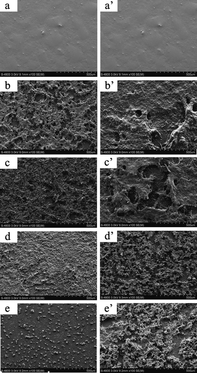 SEM images of PU2 films during enzymatic degradation at different time (left): (a) original (b) 6 h (c) 12 h (d) 48 h and (e) 96 h, and hydrolytic degradation (PBS 7.4) (right): (a′) original (b′) 6 h (c′) 12 h (d′) 48 h and (e′) 96 h.