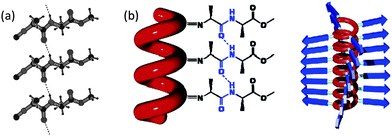 (a) X-Ray structure of isocyanopeptide 16a showing three molecules and the hydrogen-bonding network. (b) Schematic drawing of the hydrogen bonding array between the amide groups in polymer 18a and side view of the polymer showing the stacked arrangement of the β-strands.