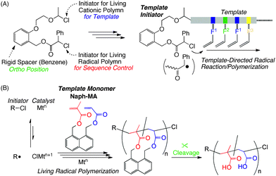 Template systems towards sequence controlled radical polymerization with a template initiator (A) and a template monomer (B: this work)