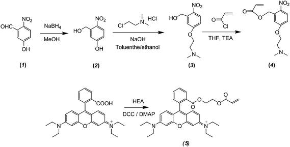 Synthetic routes employed for the preparation of 5-(2′-(dimethylamino)ethoxy)-2-nitrobenzyl acrylate monomer (DMNA, 4) and rhodamine B-based fluorescent monomer (RhBEA, 5).