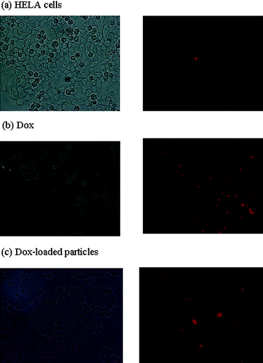 Fluorescence micrographs of HELA cells (1000 cells/well) (a) without any treatment, (b) after incubation with Dox and (c) after incubation with Dox-loaded PEGylated particles for 24 h. Images were captured at 40X magnification. The concentration of Dox in all three samples was 10−7 M.