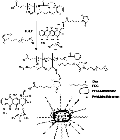 Synthesis of Dox-conjugated, PEGylated, disulfide crosslinked particles from a RAFT-synthesized, thiol-functionalized homopolymer, poly(pyridyldisulfide ethylmethacrylate) (PPDSM).
