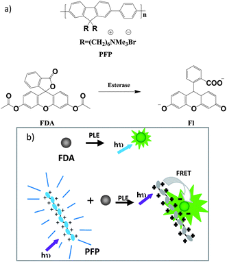 (a) Structures of the polymer, esterase substrate and hydrolyzed product. (b) A schematic illustration of fluorescence amplified detection of enzyme activity with a cationic CPE.