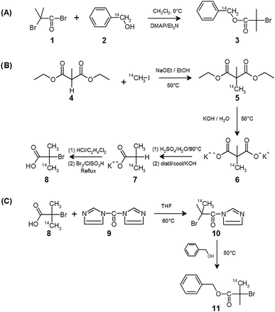 Synthesis of 14C-labelled ATRP initiators: (A) esterification of 14C-labelled benzyl alcohol, (B) synthesis of 14C-labelled 2-bromoisobutyric acid, (C) reaction of 14C-labelled 2-bromoisobutyric acid with benzyl alcohol.