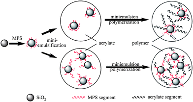 Formation of the grafted and crosslinked polymer chains in miniemulsion polymerization of acrylate monomers in the presence of MPS modified silica particles. Reprinted with permission from ref. 99. Copyright 2006 Elsevier.