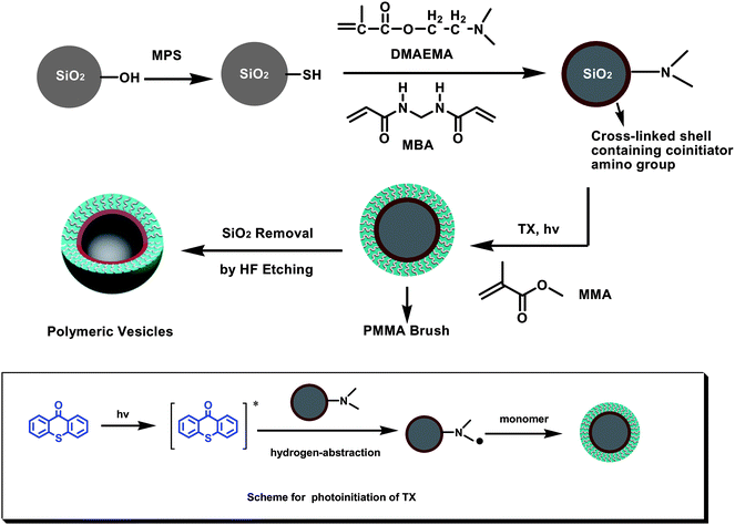 The process for synthesis of polymeric vesicles with well-defined PMMA brush.