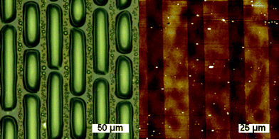 (a) Condensation image of sequential thiol–NCO micropatterned brushes (sulfonate/DDT) showing water droplets selectively nucleating on the hydrophilic sulfonated areas. (b) AFM image of sequential thiol–NCO micropatterned brushes (sulfonate/DDT), 100 × 100 µm, Z-scale = 50.0 nm.