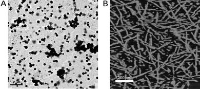(A) TEM image of nanoparticles (stained with 1 wt% aqueous solution of phosphotungstic acid) formed from 3c. (B) Tapping mode AFM phase image of 3c spin cast from CHCl3 onto a Si wafer.