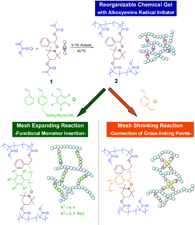 Chemical structures and models of reorganizable chemical gels, and their functional monomer insertion and mesh shrinking reactions.
