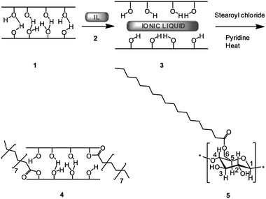 Synthesis route to stearoyl modified cellulose in ionic liquid. Cellulose (1) is dissolved in [Amim]Cl (2) at 80 °C to yield cellulose–[Amim]Cl solution (3). Stearoyl chloride and pyridine are added into solution (3) to yield cellulose derivative (4). Anhydroglucopyranose unit (5) of cellulose represents the structure of cellulose chains.