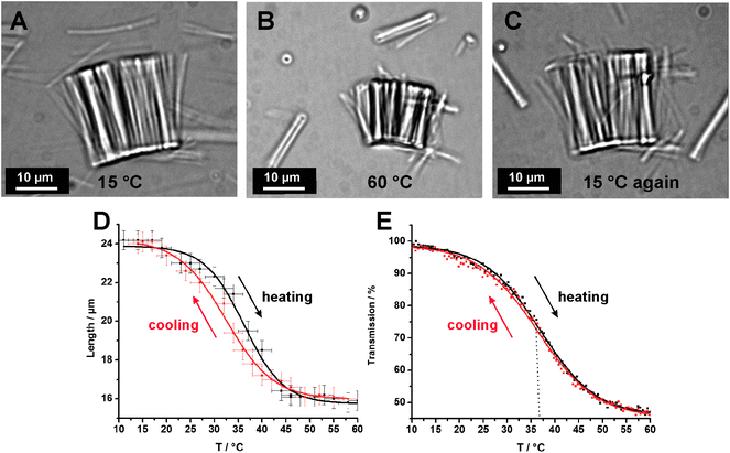 (A–C) Optical micrographs of a bundle of cross-linked polyPFPA nanorods after conversion into PNIPAM nanorods. (D) Plot of the length variation (along the axis of the nanorods) of PNIPAM nanorods dispersed in waterversus the temperature (heating rate 10 °C min−1). (E) Temperature-dependent turbidity measurement curve of an aqueous dispersion of PNIPAM nanorods.