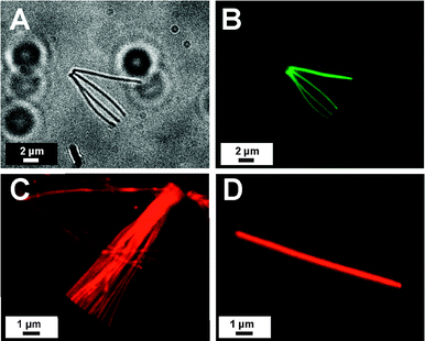 
          Optical micrograph (A) and corresponding CLSM image (B) of post-functionalized polyPFPVB nanorods with pip-NBD (λex = 488 nm). Fluorescence microscope images of a bundle of polyPFPVB nanorods (C) and an individual nanorod (D) after functionalization with sulforhodamine 101 cadervarine (λex = 543 nm).