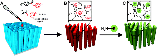 Schematic diagram of the template-assisted fabrication of reactive nanorods and their post-functionalization. (A) Infiltration of activated ester monomer, cross-linking agent and initiator into nanoporous AAO. (B) Thermal or UV-initiated polymerization and subsequent removal of the template yield cross-linked reactive polymeric nanorods. (C) Post-functionalization of the reactive rods with amine-functionalized reagents.