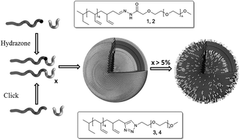 Formation of an inert and an acid labile amphiphilic block copolymerviahydrazone formation (1 and 2) and click chemistry (3 and 4), respectively. These polymers readily form polymersomes. Lowering the pH will hydrolyse the hydrazones, shedding the poly(ethylene glycol) shell. This will either result in fully disrupting the vesicle or reducing the degree of polymersome PEGylation.