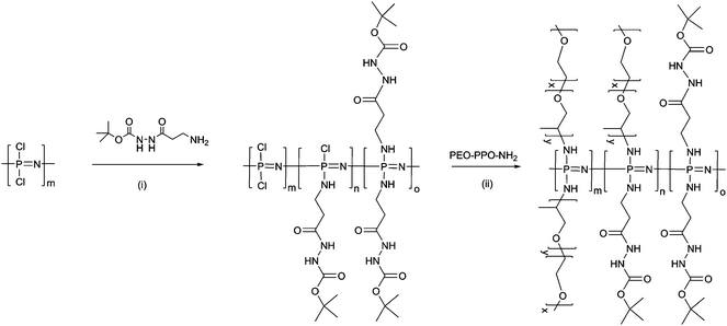 Synthesis of polymers 1–4, hydrophilic polyphosphazene copolymers with a boc-protected hydrazide linker and hydrophilic polyalkylene oxide side chains. Reagents and conditions: (i) and (ii) THF, NEt3 RT, 24 h.