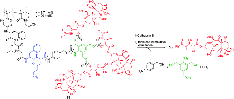 Cathepsin B mediated self-immolative disassembly of HPMA – 2,4,6-tris(hydroxymethyl)aniline based AB3 conjugate 59.81