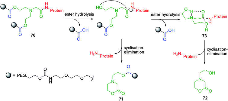 Cyclisation elimination of bicin based A2B PEG-protein conjugate 70.95,96