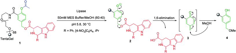 Lipase mediated self-immolative elimination of tetrahydro-β-carbolines from tentagel solid support 1.21