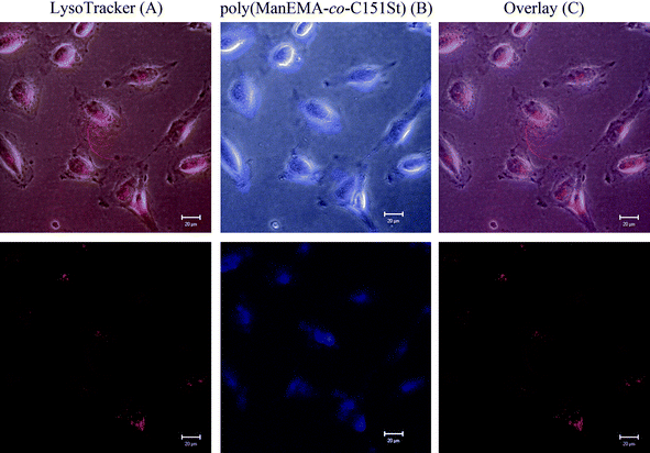 Confocal microscopic images of HeLa cells after treatment with poly(ManEMA-co-C151St) (5 mg mL−1) and LysoTracker Red. Upper and lower panels are bright-field and fluorescence images, respectively.