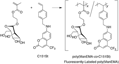 Preparation of fluorescently labeled poly(ManEMA). Reagents and conditions: AIBN, DMF, N2, 60 °C.