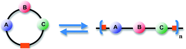 The ring-chain equilibrium.