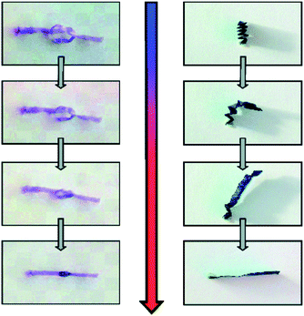 Demonstrating the shape recovery of bile acid main chain polymer films (reprinted with permission from ref. 74, Copyright 2010 American Chemical Society).74