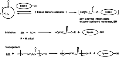 Principle of lipase-catalyzed ring-opening polymerization.79