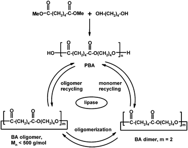 Enzyme-catalyzed recycling of polyesters, here an example of poly(butylene adipate).51