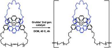 ED-ROMP of [2]catenane for polypseudorotaxanes; n = 4.28