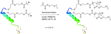SET-LRP of discrete oligo(ethylene glycol) methacrylates from sCT macroinitiator.