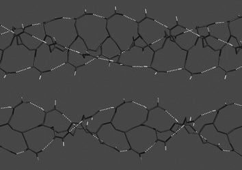 Possible conformations of tightly (top) and loosely (bottom) twisted helical cis-stereoregular poly(N-propargylamide) [–CHC(CH2NHCOH)–]n, which accompany helically arranged intramolecular hydrogen-bonding strands (dotted lines) formed between the amidegroups at the ith and (i + 3)th units (top) and the ith and (i + 2)th units (bottom). Methine and methylenehydrogen atoms are omitted for clarity.