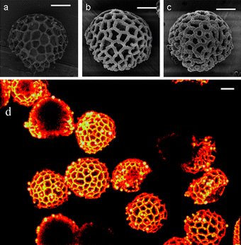 Selective adsorption of polymer particles to the surface of Lycopodium spores at various points of the reaction. (a) 0 hours, (b) 8 hours and (c) 24 hours. The scale bar in all cases is 10 µm. (d) Confocal laser scanning image Z stack projection (64 z slices of 0.4 µm) of particles after DVB copolymerization at 70 °C for 24 hours with fluorescent tag hostasol methacrylate.