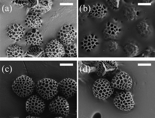 
            SEM image of the Lycopodium spores position at the oil–water interface for (a) bare Lycopodium, (b) pDVB-co-pMMA coated Lycopodium, (c) pDVB-co-pHEMA coated Lycopodium and (d) pDVB-co-pMAA coated Lycopodium. Scale bar in all cases is 10 µm.