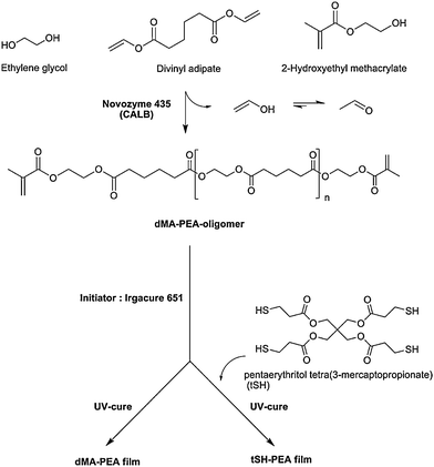 One-pot enzymatic route to dimethacrylate functional poly(ethylene adipate) (dMA-PEA, DP 4, 8, 12), reaction scheme and film synthesis.