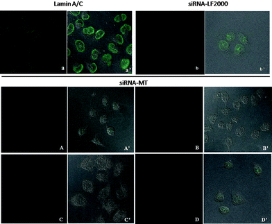 Top. Confocal imaging of untreated and siRNA-LF2000 treated HeLa cells: a, fluorescent image of untreated Hela cells imaged for labeled lamin A/C protein; a′, DIC image of HeLa cells of a; b, fluorescent image of siRNA-LF2000 treated HeLa cells; b′, DIC image of HeLa cells of b. Bottom: Confocal imaging of siRNA-MT (3) treated HeLa cells: treated with 250 nM siRNA-MT (A) and DIC image of HeLa cells of A (A′); treated with 500 nM siRNA-MT (B) and DIC image of HeLa of B (B′); treated with 750 nM siRNA-MT (C) and DIC image of C (C′); treated with 1000nM MT (1) control and DIC image of D (D′).