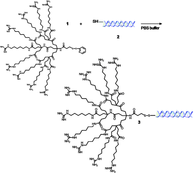 Formation of siRNA-MT bioconjugate 3.