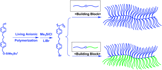 Synthesis of high-density comblike polymers by the methodology utilizing chain-end-(DPE anion)-functionalized A polymer and AB diblock copolymer as building blocks.