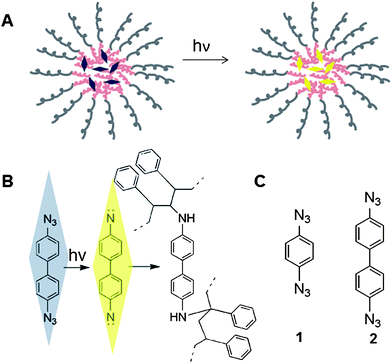 Photoinitiated aromatic diazide crosslinkers in the core of block-copolymer nanoparticles (NP). (A) Schematic of PS-b-PEO NP with UV-initiated crosslinker encapsulated in its core. (B) Conversion of aryl azide to reactive nitrene upon irradiation. The nitrene is capable of inserting into aliphatic C–H bonds such as the methylene group (top) or the methine group (bottom) found in the PS backbone. (C) Structure of crosslinkers synthesized in this study: 1, 1,4-diazidobenzene; 2, 4,4′-diazidobiphenyl.