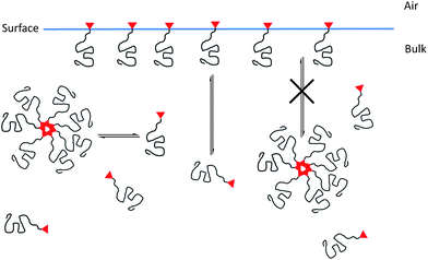 Schematic demonstrating the proposed model of dynamic equilibria between free and aggregated additive chains in the bulk and between free additive chains in the bulk and at the surface.
