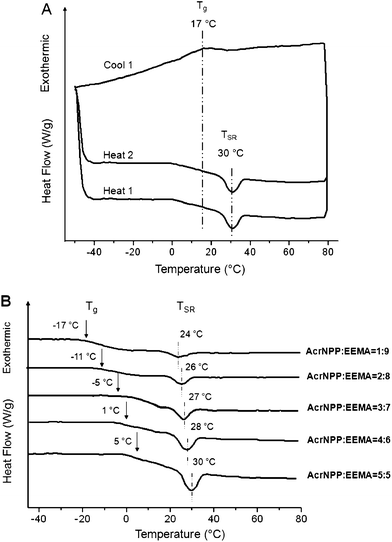 (A) Multiple DSC cycles conducted on p(AcrNPP/EEMA) (weight ratio = 1 : 1); (B) series DSC thermograms of p(AcrNPP/EEMA) copolymer films recorded for different weight ratios.