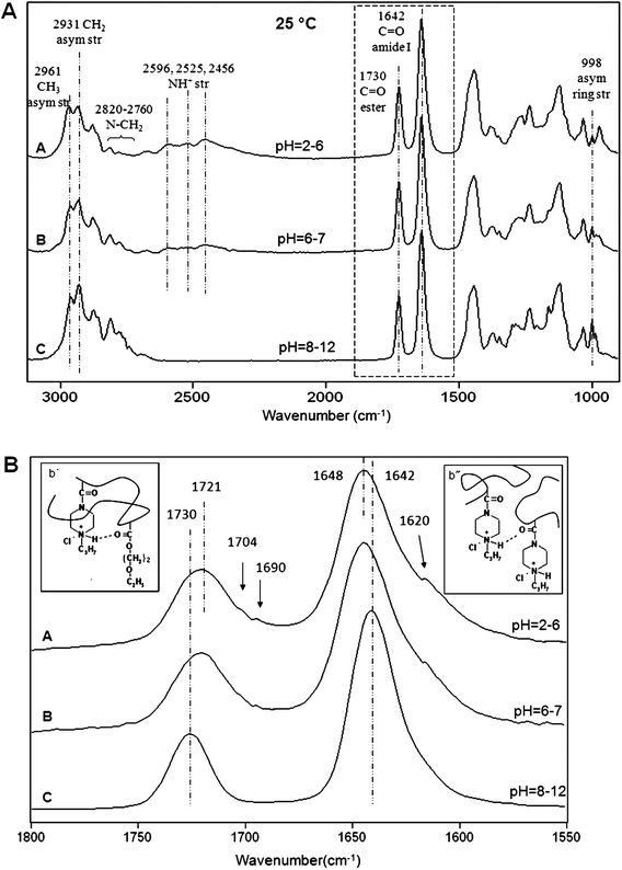 
          ATR FT-IR spectra of p(AcrNPP/EEMA) copolymer films (weight ratio = 1 : 1): (A) 950–3120 cm−1 and (B) 1550–1800 cm−1 regions recorded as a function of pH at 22 °C; Trace A—pH = 2–6; B—pH = 6–7; C—pH = 8–12.