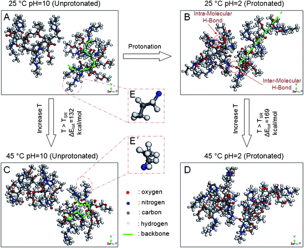 Computer simulation results representing molecular conformational and interaction changes as a function of temperature and protonation state: (A) 25 °C, pH = 10 (unprotonated state); (B) 25 °C, pH = 2 (protonated state); (C) 45 °C, pH = 10 (unprotonated state); (D) 45 °C, pH = 2 (protonated state); (E) extended and (E′) collapsed states of N′-propyl groups.