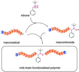 The enhanced spin capturing mechanism depicting the spin capturing of propagating macroradicals with N-tert-butyl-α-phenylnitrone, PBN, and the corresponding macronitroxide to form mid-chain functionalized polymers. Reproduced with permission from ref. 19.