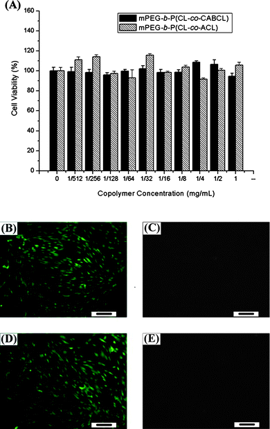 The cytotoxicity of the micelles (Table 2, entry M3) on human fibroblast cells after 24 h of treatment was evaluated with an MTT assay (A). In addition, a live/dead assay was performed to study the viability of cells treated with either protected (B, C) or deprotected (D, E) copolymers (Table 2, entry M3). Cells were observed under fluorescence microscopy with live cells stained green (B, D) and dead cells red (C, E). Scale bar, 100 μm.