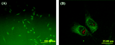 Cellular uptake of FITC-labeled micelles (FITC-labeled copolymers were derived from mPEG-b-P(CL-co-ACL) as in Table 1, entry 3). Human fibroblast cells were incubated for 2 h with the micelles at a concentration of 0.5 mg mL−1 and then were observed under fluorescence microscopy with 100 × magnification (A). In addition, an expanded view was also displayed (B), where the green color is FITC-labeled copolymers/micelles and the red color is cell nuclei.
