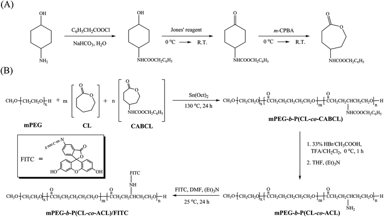 Synthetic routes for monomer γ-(carbamic acid benzyl ester)-ε-caprolactone (CABCL, γ-carbon-substituted ε-caprolactone monomer) (A) and block copolymers mPEG-b-P(CL-co-CABCL), mPEG-b-P(CL-co-ACL) as well as FITC-labeled mPEG-b-P(CL-co-ACL) (B).