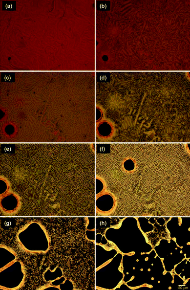 Changes in polarizing optical microscopic images of a cholesteric mixture containing AZO* under irradiation of UV light for (a) 0 s, (b) 4 s, (c) 10 s, (d) 14 s, (e) 18 s, (f) 20 s, (g) 24 s, (h) 26 s at 25 °C from cholesteric LC state.
